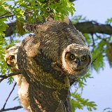 10SB8141 Great-horned Owlets